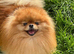 KC ORANGE SABLE POMERANIAN GIRL