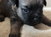 Last two left boy and a girl beautiful border terrier pups