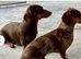 Mini dachshund puppy