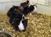 5 Adorable Baby Boy Guinea Pigs For Sale (Under 6 Months)