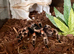 Mexican Red knee + complete set up.