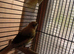 Canaries