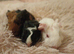 Skinny pigs and hairy boys and girls