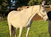 DIAMOND — 14YO IRISH DRAUGHT MARE — 16H A lovely, kind and genuine mare looking for her next 5️ home!