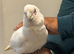 Hand reared beared eyed cockatoo
