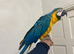 Young silly tame blue and gold macaw