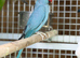 Ringneck