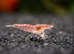 Cheap 15 Low Grade Red Shrimps, , comes with 10 Free Shrimps
