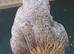 Female cream legbar chicks
