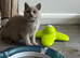 Ready Now - Lovey British Shorthair Lilac Kitten