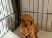 Cockerpoo puppies for sale