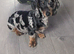 Miniature dachshund boy KC registered