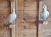 Pure white ludo classens racing pigeon for sale