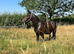 3 year old 13.2hh gelding summer project