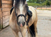 San Cler 14hh/14.1 Sensible Gelding