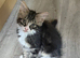 2 beautiful kittens
