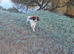 Kc registered cocker spaniels