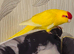 Hand-reared kakarikies