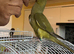 Baby Ringneck