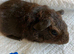 Lovely baby Guinea pigs