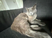 Yuna needs a forever home