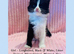 Beautiful Kittens For Sale