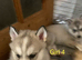 6 puppies