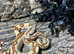 Jungle Common Boas at Birmingham Reptiles