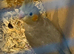 Just fledged will be ready in a few weeks