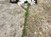 1 kitten girl looking home