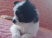 Black and white pomeranian