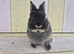 BEAUTIFUL COLOURED NETHERLAND DWARF BABIES