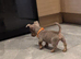Miniature Jack Russell boys