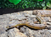 Adult Male Carolina Corn Snake at Birmingham Reptiles