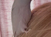 Parrotlets