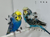 Pair of Helicopter budgies (hagoromo) for sale