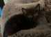 Fluffy Kittens