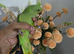 Hand reared tame indian ringneck