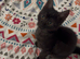 1 Black kitten  ready for her new homes
