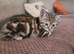Stunning torbie girl