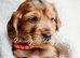 Miniature golden retrievers( Dakota sport retrievers)