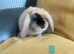 Mini lop litter ready 1st August. Unusual colours.