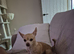 Female cream chihuahua