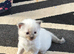 Ragdoll blue mitted kittens born 10/07/26