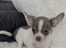KC reg beautiful chihuahua puppies X2 boys left