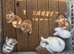 Beautiful Pure Mini Lops