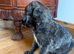 KC Irish Wolfhound Puppies