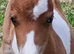 Miniature horse