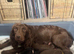 Beautiful cocker spaniel girl one available