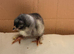 Mixed breed barnyard day old chicks